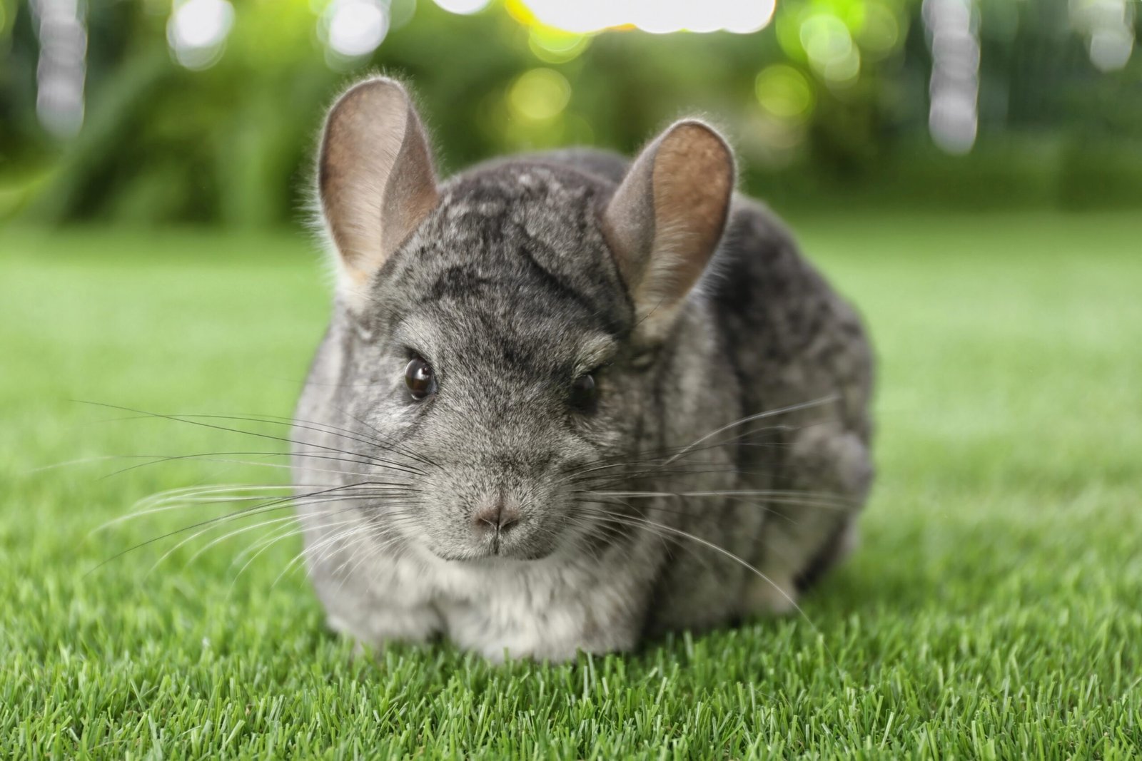 chinchilla